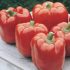 Перец Красный рыцарь X3R агро культура качественное фото